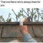 Funny Cat Memes