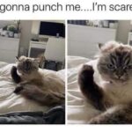 Funny Cat Memes