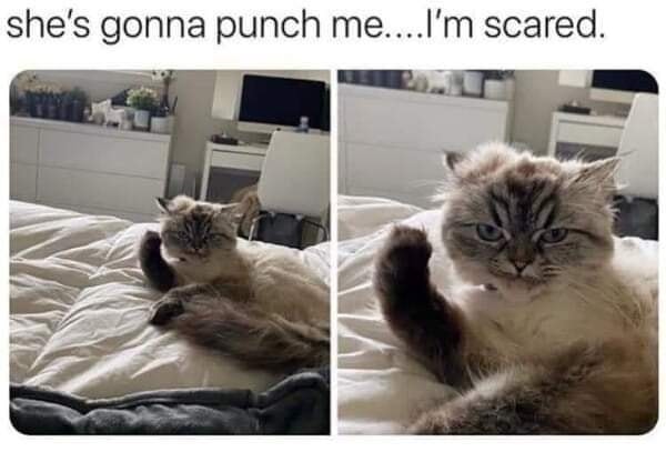 Funny Cat Memes