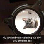 Funny Cat Memes