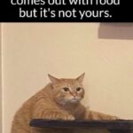 Funny Cat Memes