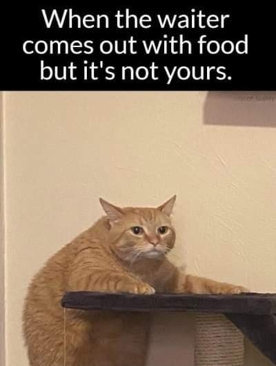 Funny Cat Memes