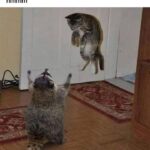 Funny Cat Memes