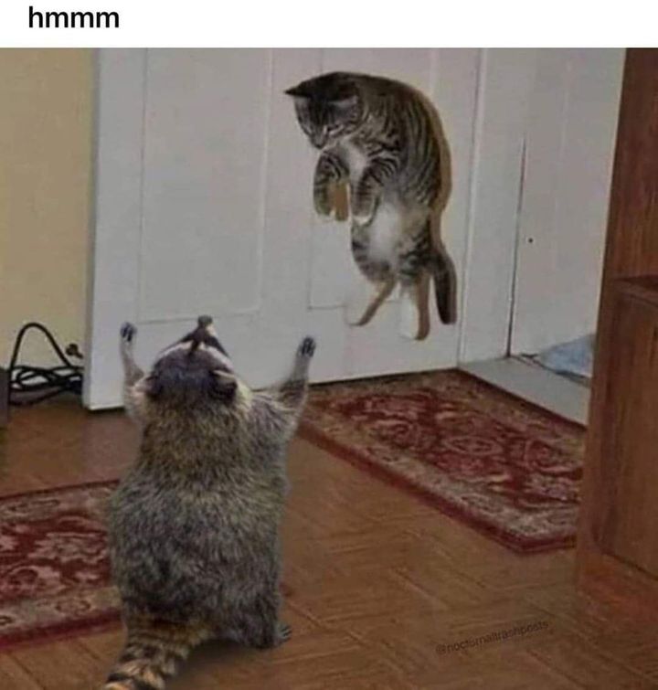 Funny Cat Memes