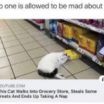 Funny Cat Memes