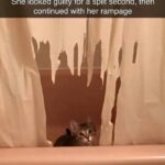 Funny Cat Memes