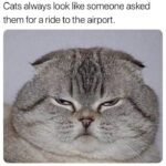 Funny Cat Memes