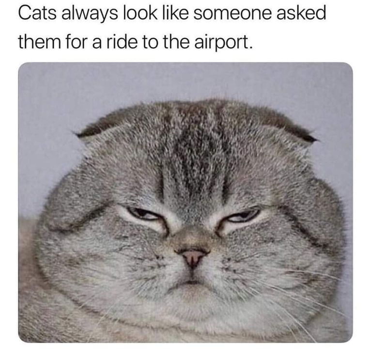 Funny Cat Memes