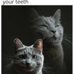 Funny Cat Memes