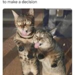 Funny Cat Memes