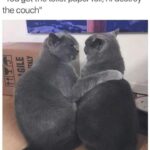 Funny Cat Memes