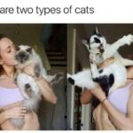 Funny Cat Memes