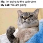 Funny Cat Memes