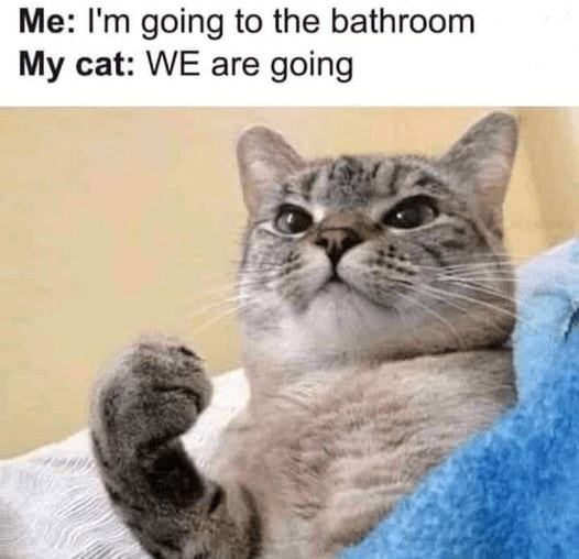 Funny Cat Memes