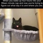 Funny Cat Memes