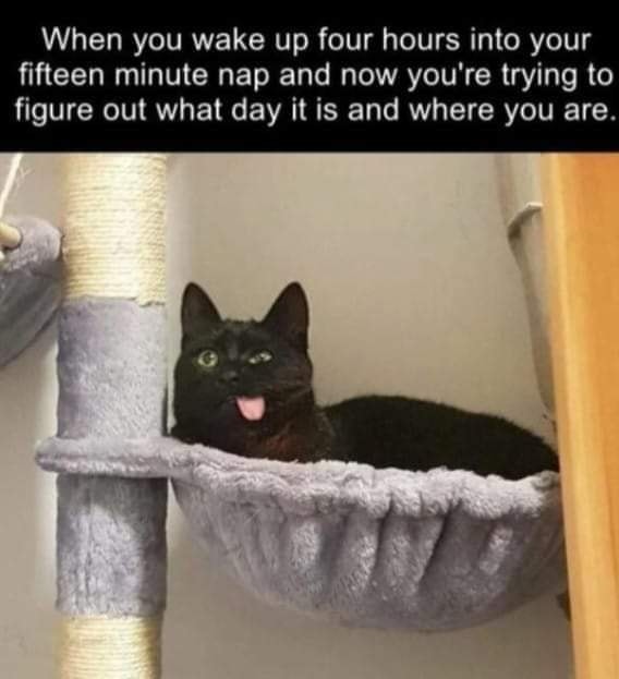 Funny Cat Memes