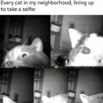 Funny Cat Memes