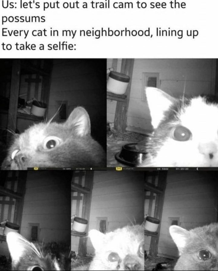 Funny Cat Memes