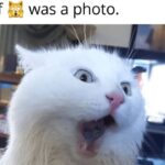 Funny Cat Memes