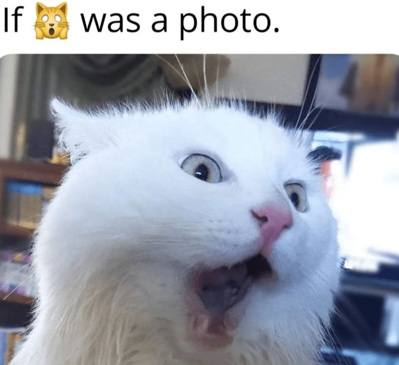 Funny Cat Memes