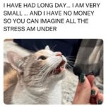 Funny Cat Memes