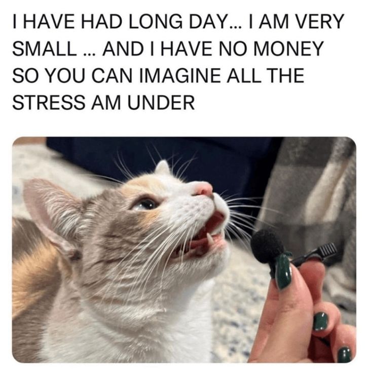 Funny Cat Memes