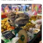 Funny Cat Memes