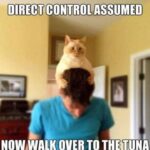 Funny Cat Memes