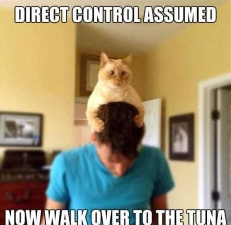 Funny Cat Memes