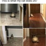 Funny Cat Memes