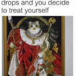 Funny Cat Memes