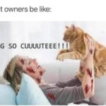 Funny Cat Memes