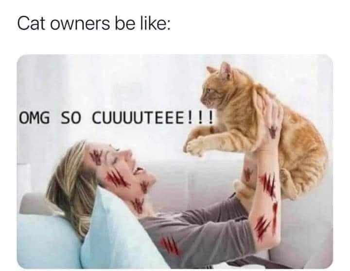 Funny Cat Memes