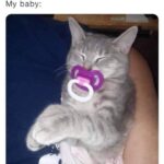 Funny Cat Memes