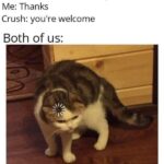 Funny Cat Memes