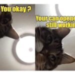 Funny Cat Memes