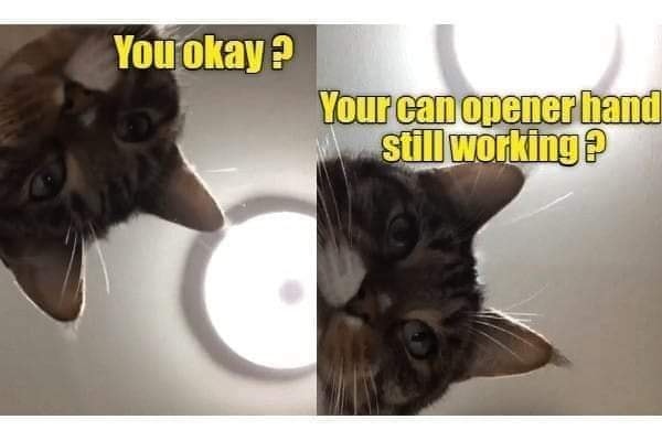 Funny Cat Memes