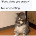 Funny Cat Memes