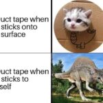 Funny Cat Memes