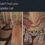 Funny Cat Memes