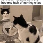 Funny Cat Memes