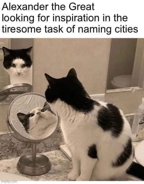 Funny Cat Memes