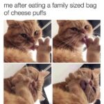 Funny Cat Memes