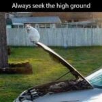 Funny Cat Memes