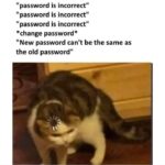 Funny Cat Memes