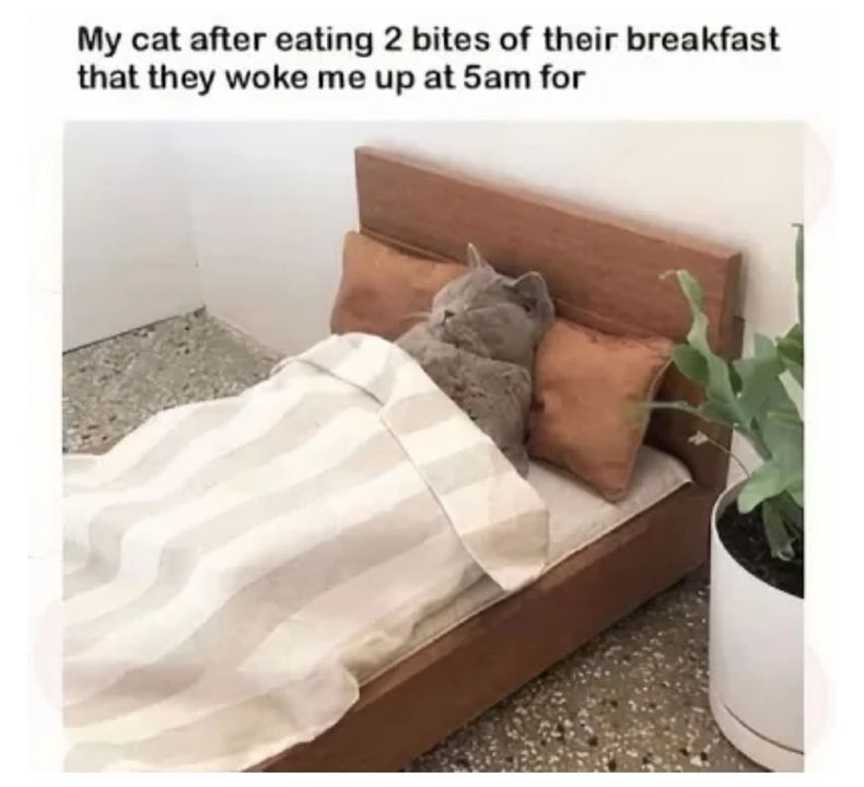 Funny Cat Memes