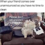 Funny Cat Memes