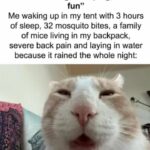 Funny Cat Memes