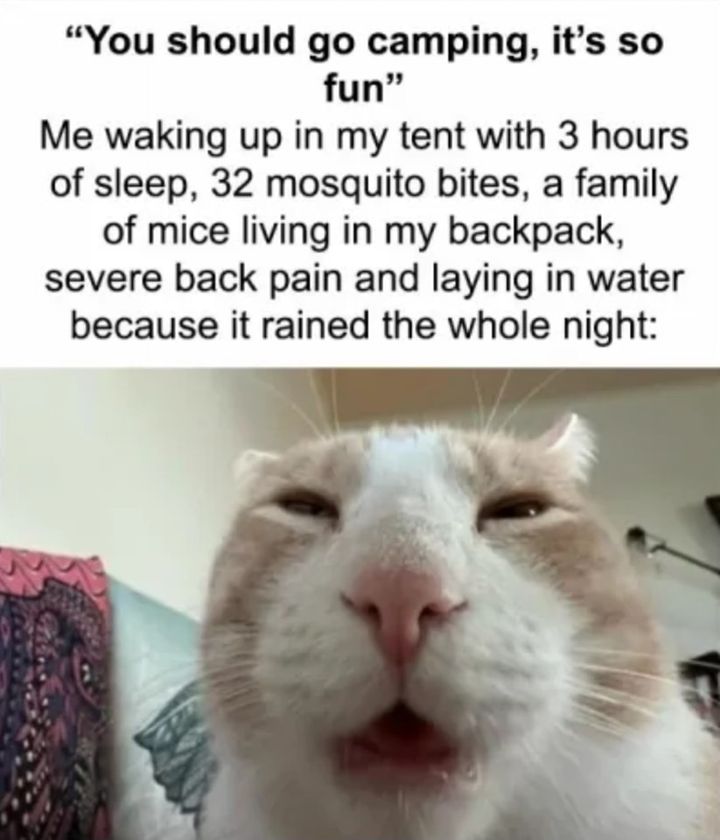 Funny Cat Memes