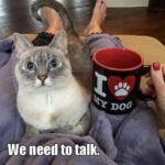 Funny Cat Memes